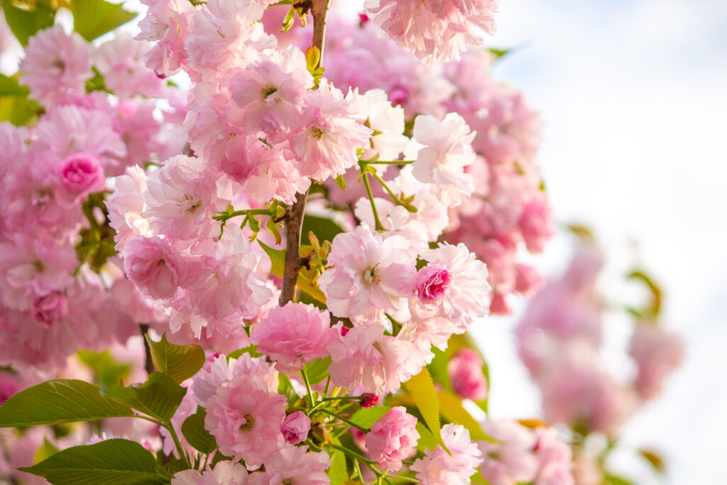 Cherry blossoms in Washington dc