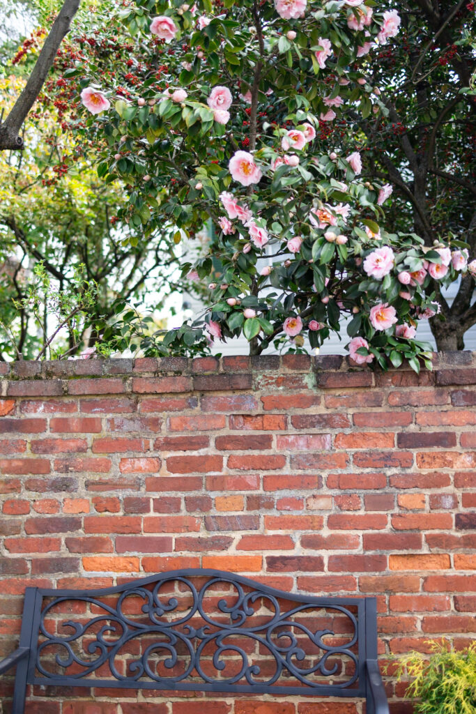 Camellias in Old Town and DC