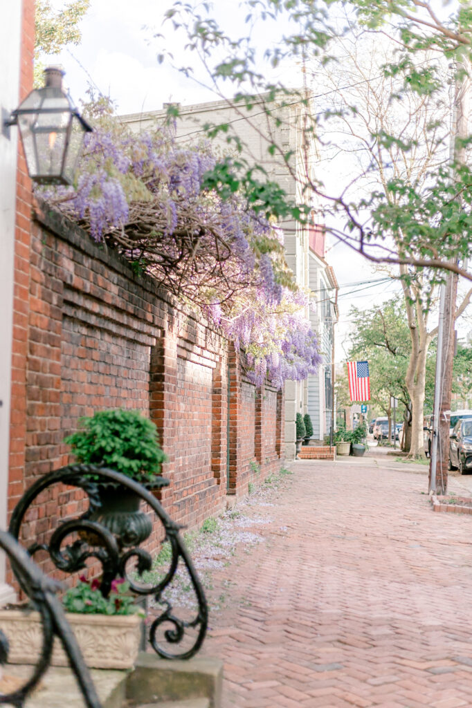 Wisteria in Old town Alexandria