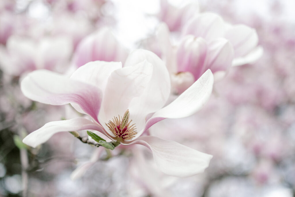 Magnolia tree in Washington dc