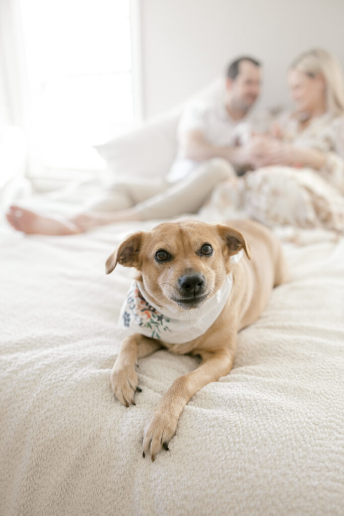 Close up of dog with family in the background